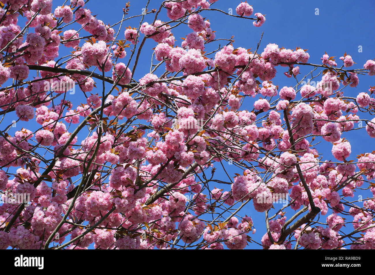 Blumen auf Mandelbaum Stockfoto