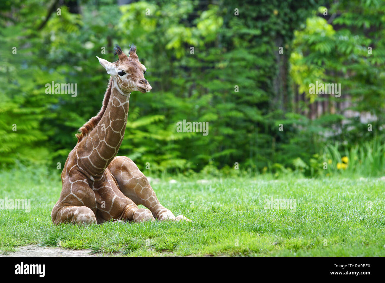 Giraffe Stockfoto