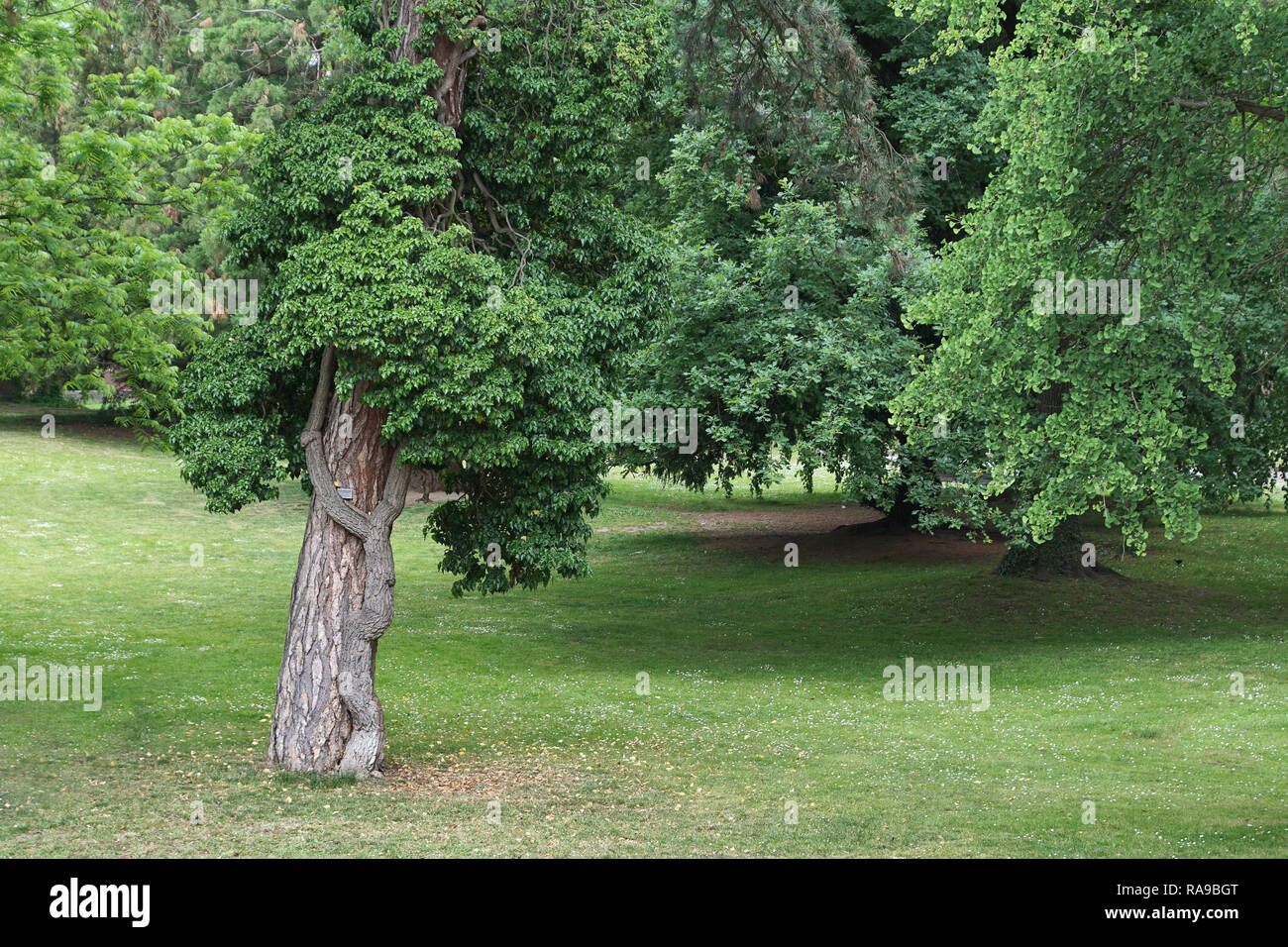 Zwei Bäume umarmen sich, Deutschland Stockfoto