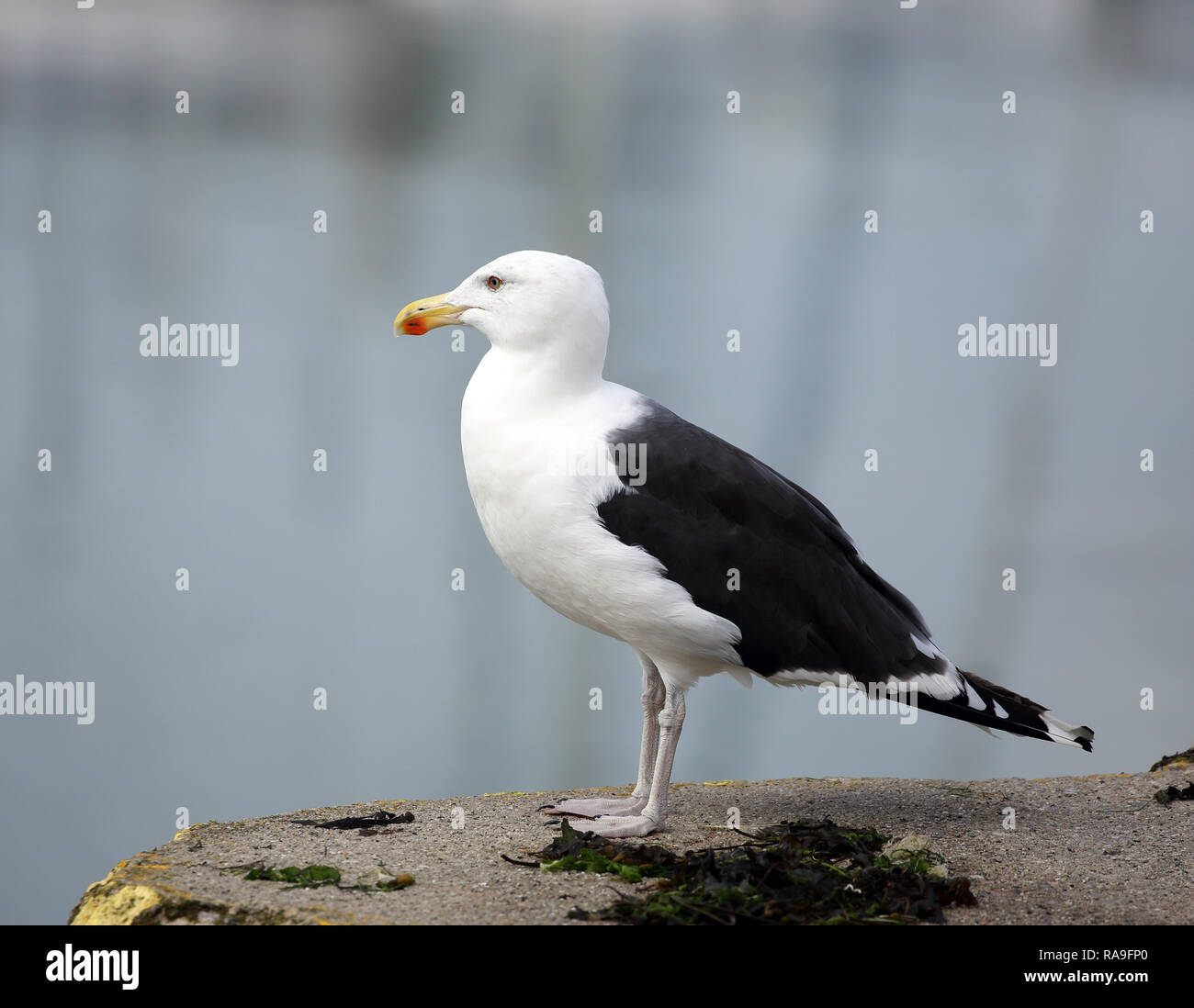Great Black-backed Gull, Larus marinus, stehend auf der Uferstraße. Stockfoto