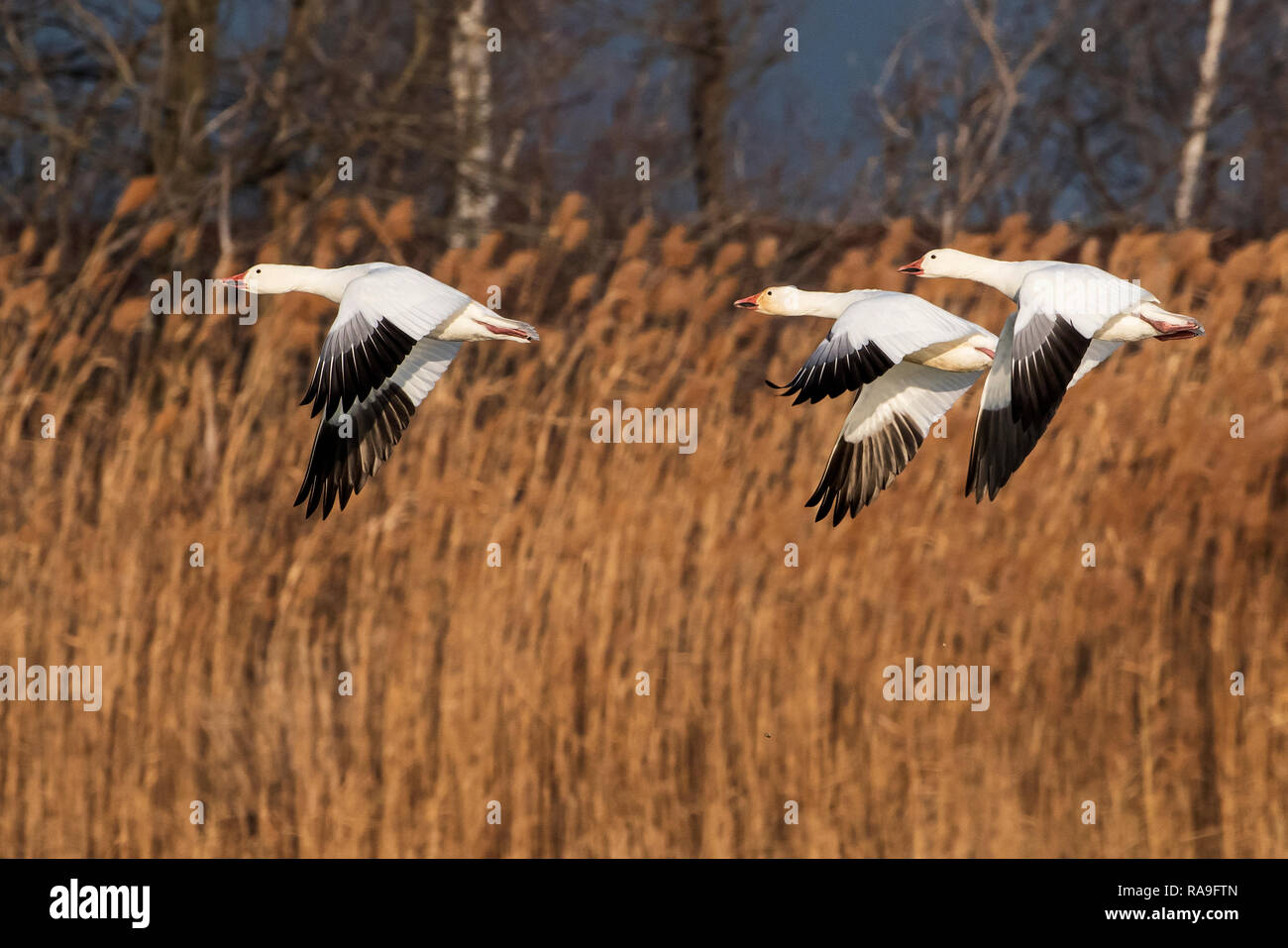 Schneegänse Stockfoto