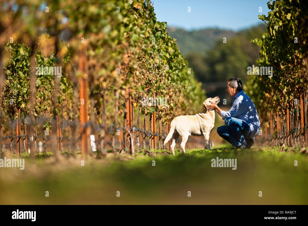 Reifer Mann petting seinen Hund im Weinberg. Stockfoto