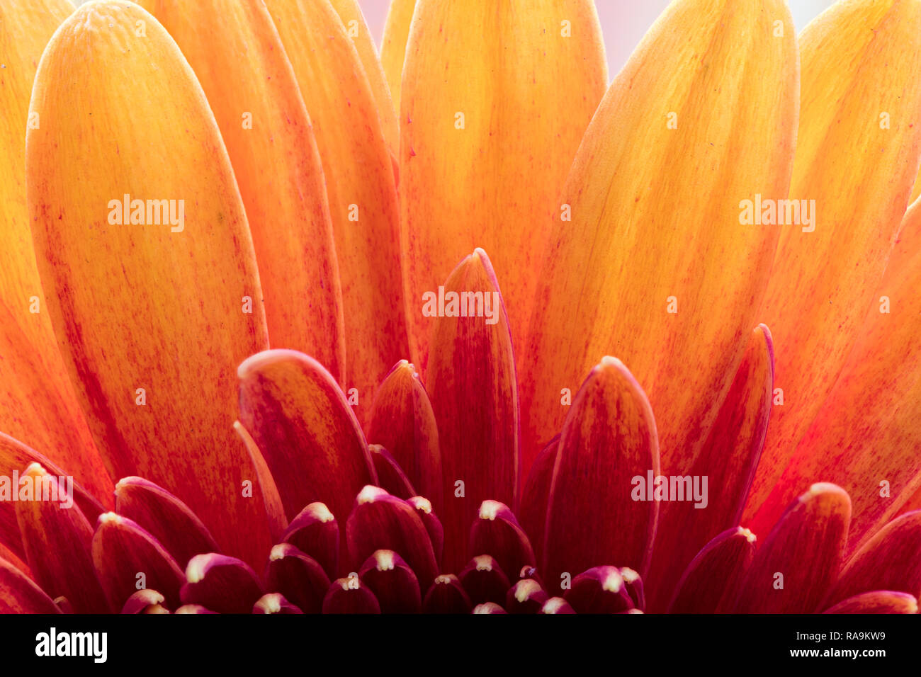 Teil der gelben Blüten im Detail und mit Hintergrundbeleuchtung Stockfoto