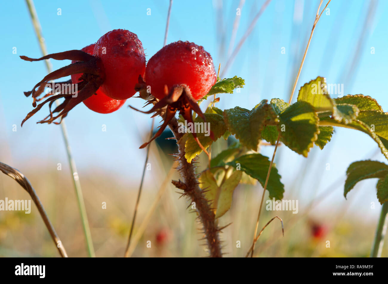 Die runde rote reife Hagebutten, die Früchte eines Arzneimittels Hagebutten Stockfoto