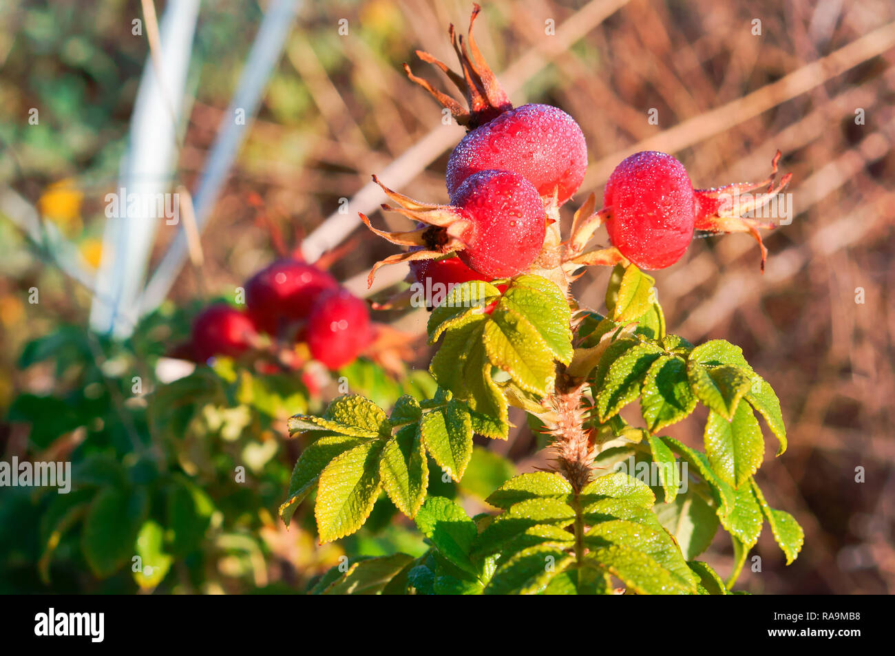 Die runde rote reife Hagebutten, die Früchte eines Arzneimittels Hagebutten Stockfoto