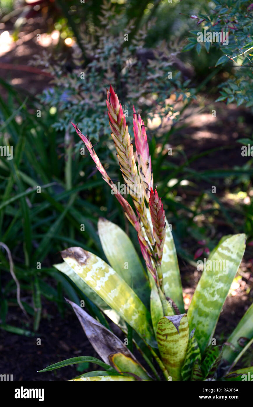 Vriesea fosteriana Vista, Vriesea Bromelie, Rock Bromelie Vista, Blume, Spike, Spikes, Bromelien, tropischen Pflanzen, RM Floral Stockfoto