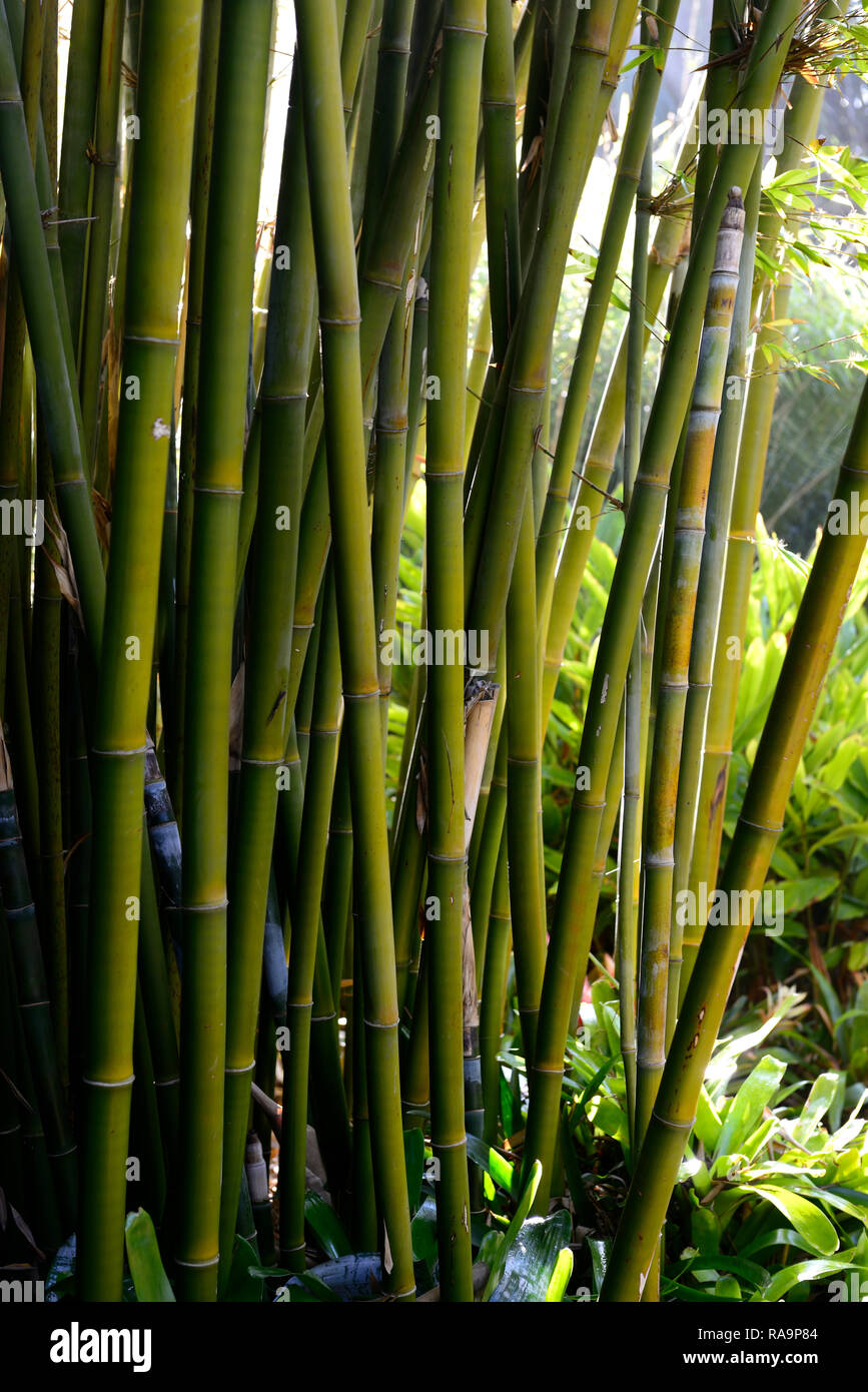 Bambusa textilis, Webers Bambus, Tramp, verklumpen, Zuckerrohr, Stcke,  culm, Halme, Grn, Bambus, tropischen Garten, Grten, RM Floral  Stockfotografie - Alamy