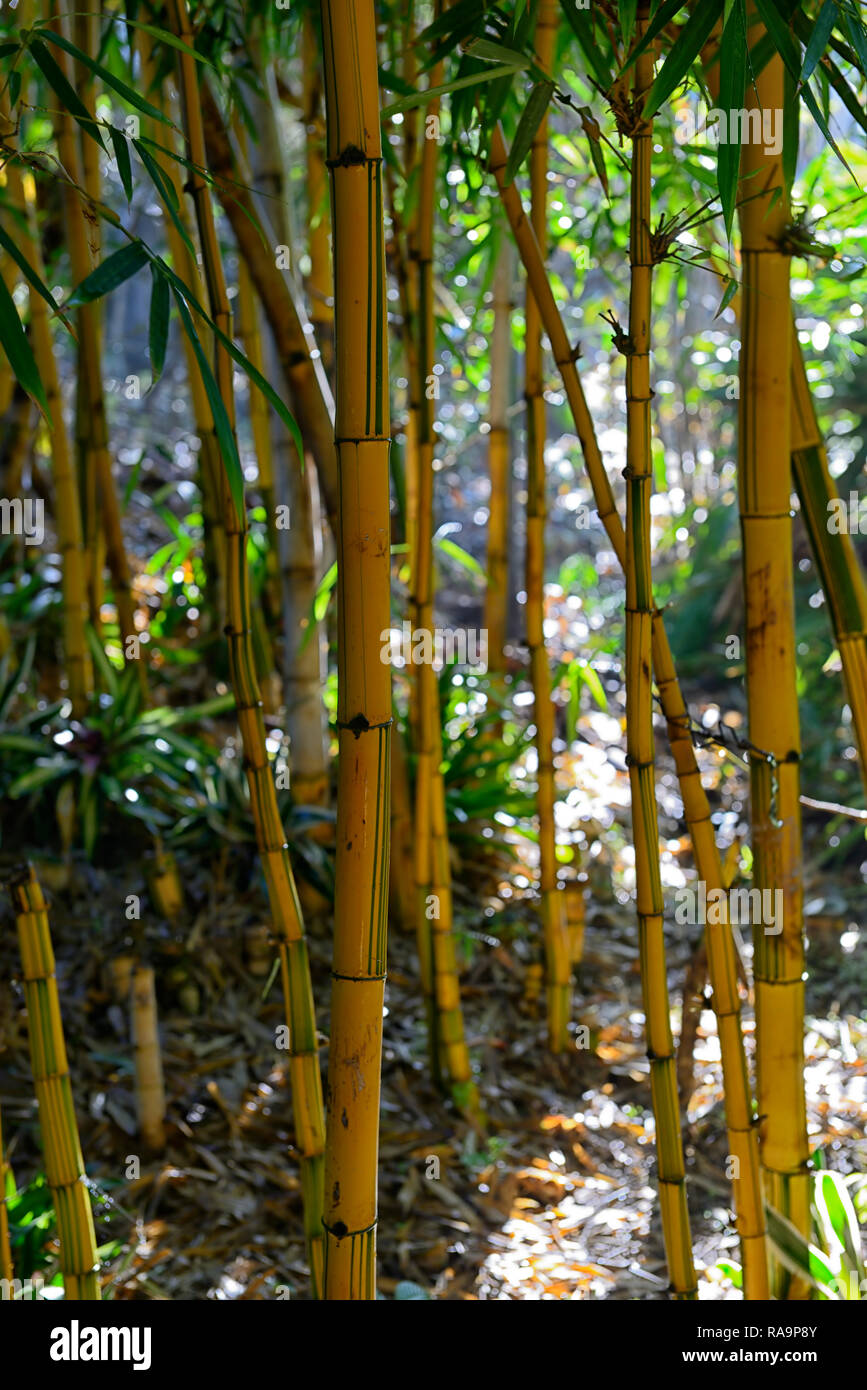 Bambusa vulgaris striata -Fotos und -Bildmaterial in hoher Auflsung  Alamy