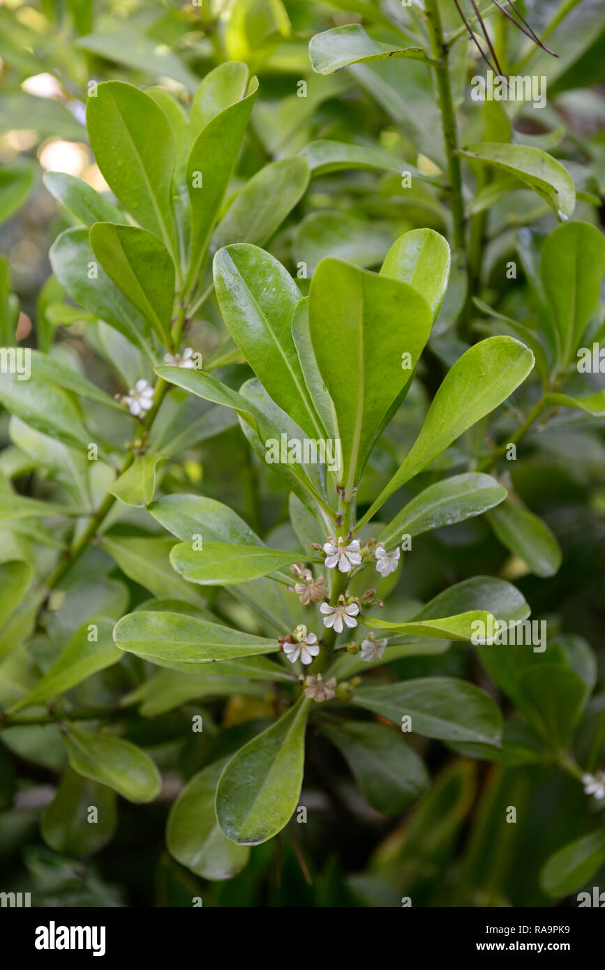 Brighamia insignis, Ōlulu, Alula, Vulcan Palm, Kohl auf einem Stick, kritisch gefährdeten Arten, hawaiische lobelioid, glockenblume Familie, Campanulaceae, Blätter, Stockfoto