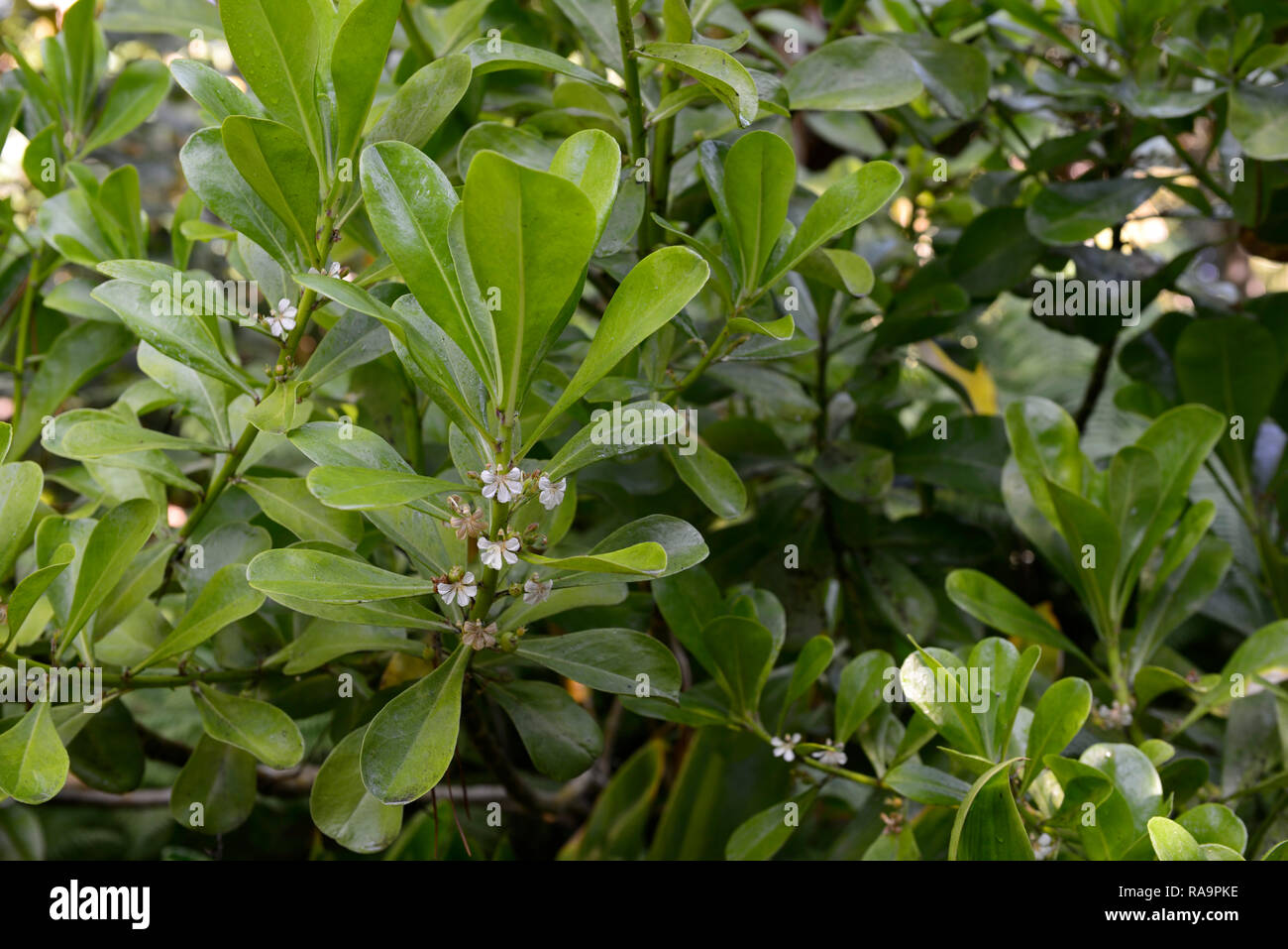 Brighamia insignis, Ōlulu, Alula, Vulcan Palm, Kohl auf einem Stick, kritisch gefährdeten Arten, hawaiische lobelioid, glockenblume Familie, Campanulaceae, Blätter, Stockfoto