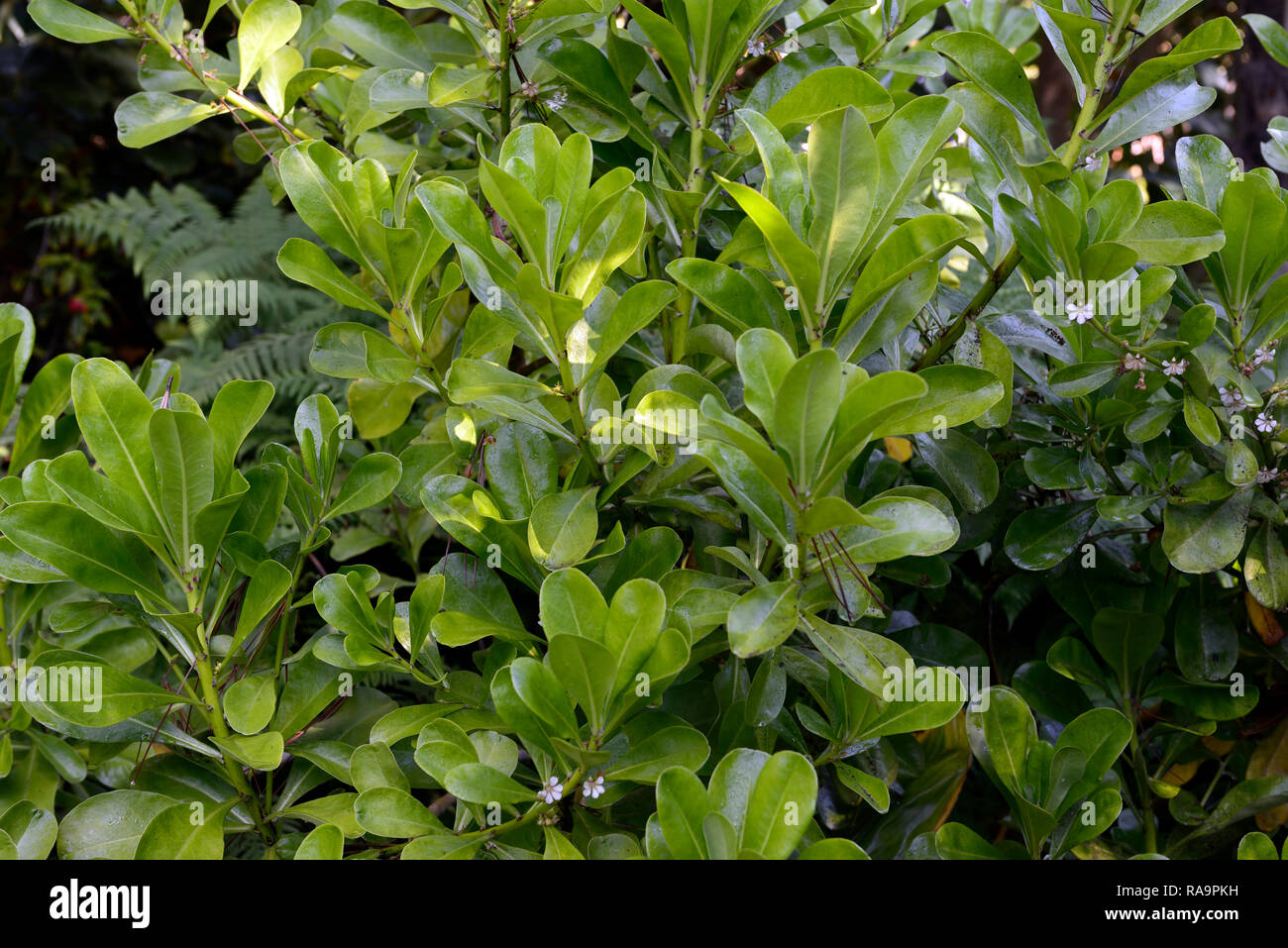 Brighamia insignis, Ōlulu, Alula, Vulcan Palm, Kohl auf einem Stick, kritisch gefährdeten Arten, hawaiische lobelioid, glockenblume Familie, Campanulaceae, Blätter, Stockfoto