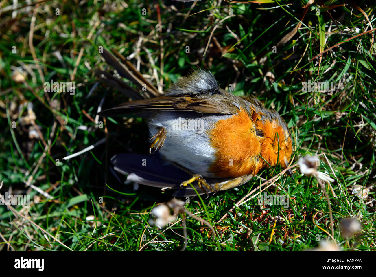 Tot, Europäischen Rotkehlchen, Erithacus rubecula, Red Robin, Robin redbreast, toten Vogel, Verstorben, RM Floral Stockfoto