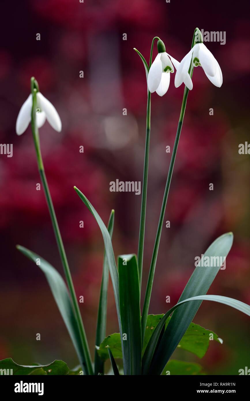 Galanthus Elwesii Frau Mcnamara Schneeglockchen Blute Fruh