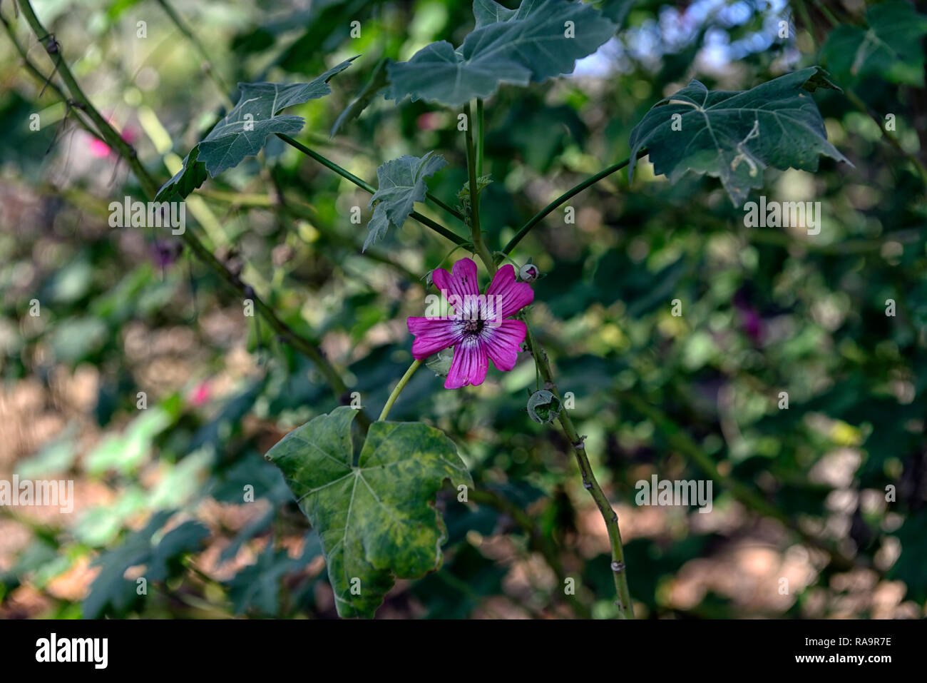 Malva assurgentiflora, Insel Malve, Mission, royal Malve Malve, Insel baum Malve malva Rosa, Lila Blume, Blumen, Blüte, RM Floral Stockfoto