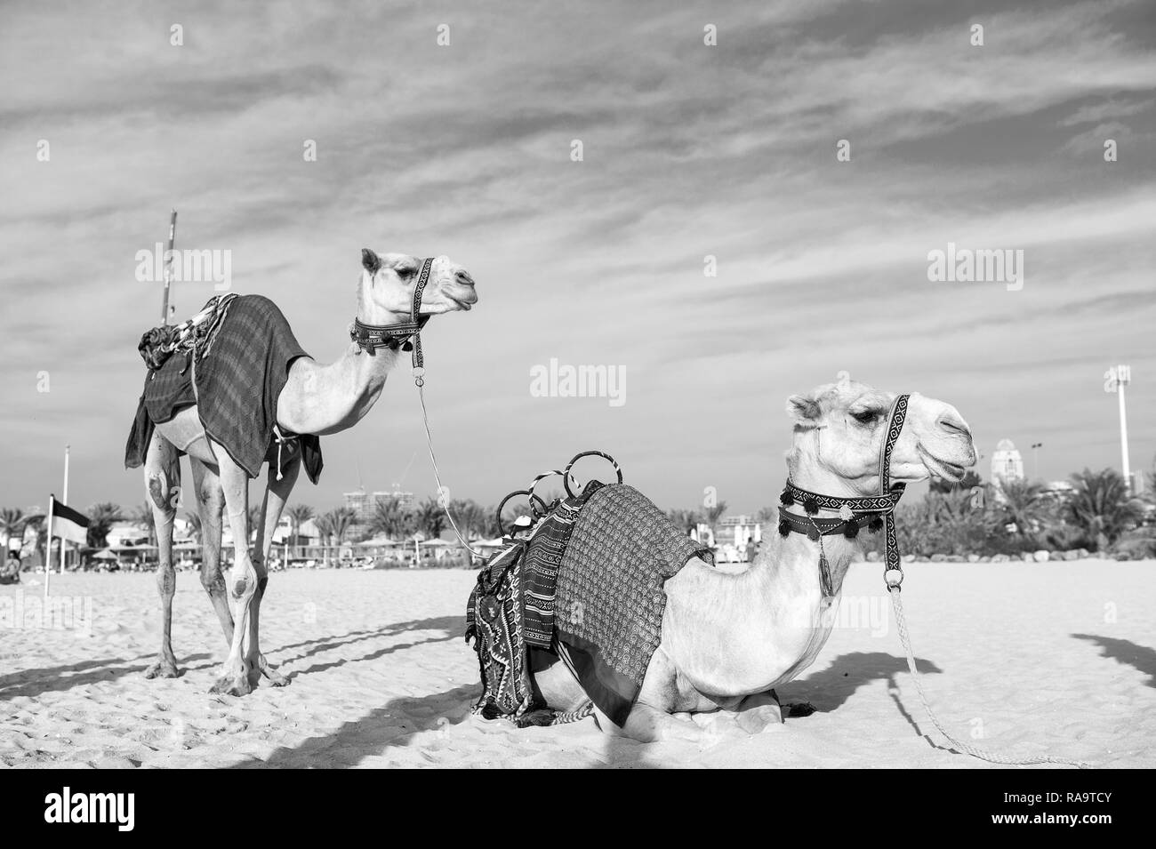 Kamel Dubai Jumeirah Beach. Dubai, Vereinigte Arabische Emirate Stockfoto