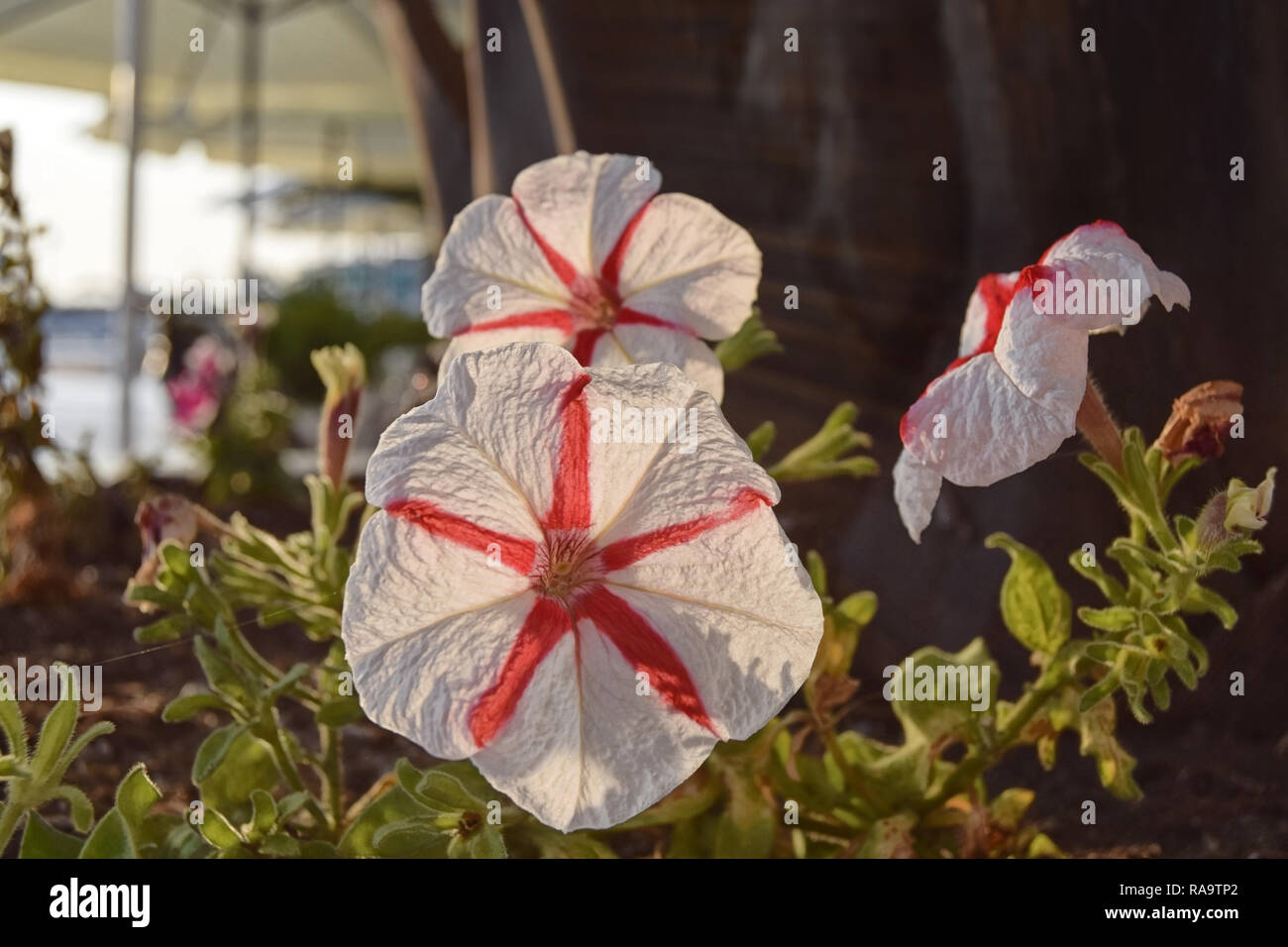 Weiß-Rot Stiefmütterchen auf einem Hintergrund von Palmen und Strand unter dem hellen Sonnenlicht Stockfoto