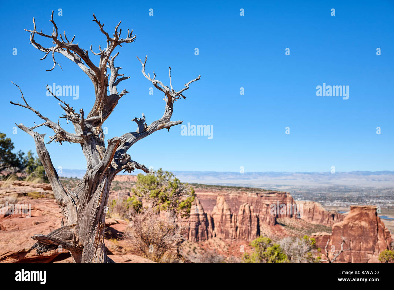 Verdorrten Baum an der Colorado National Monument Park, selektiver Fokus, Colorado, USA. Stockfoto