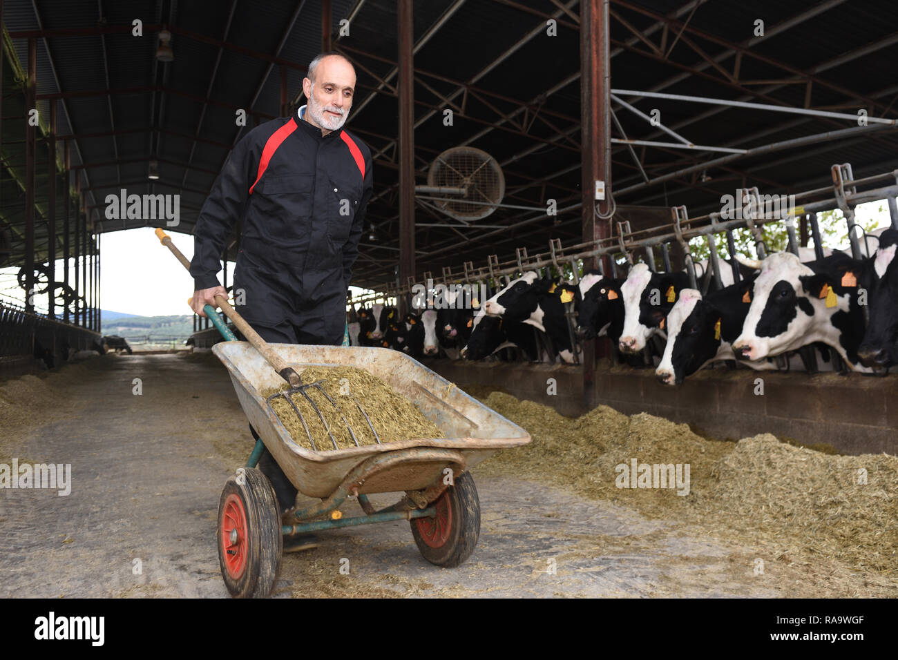 Bauer mit Kühen Stockfoto
