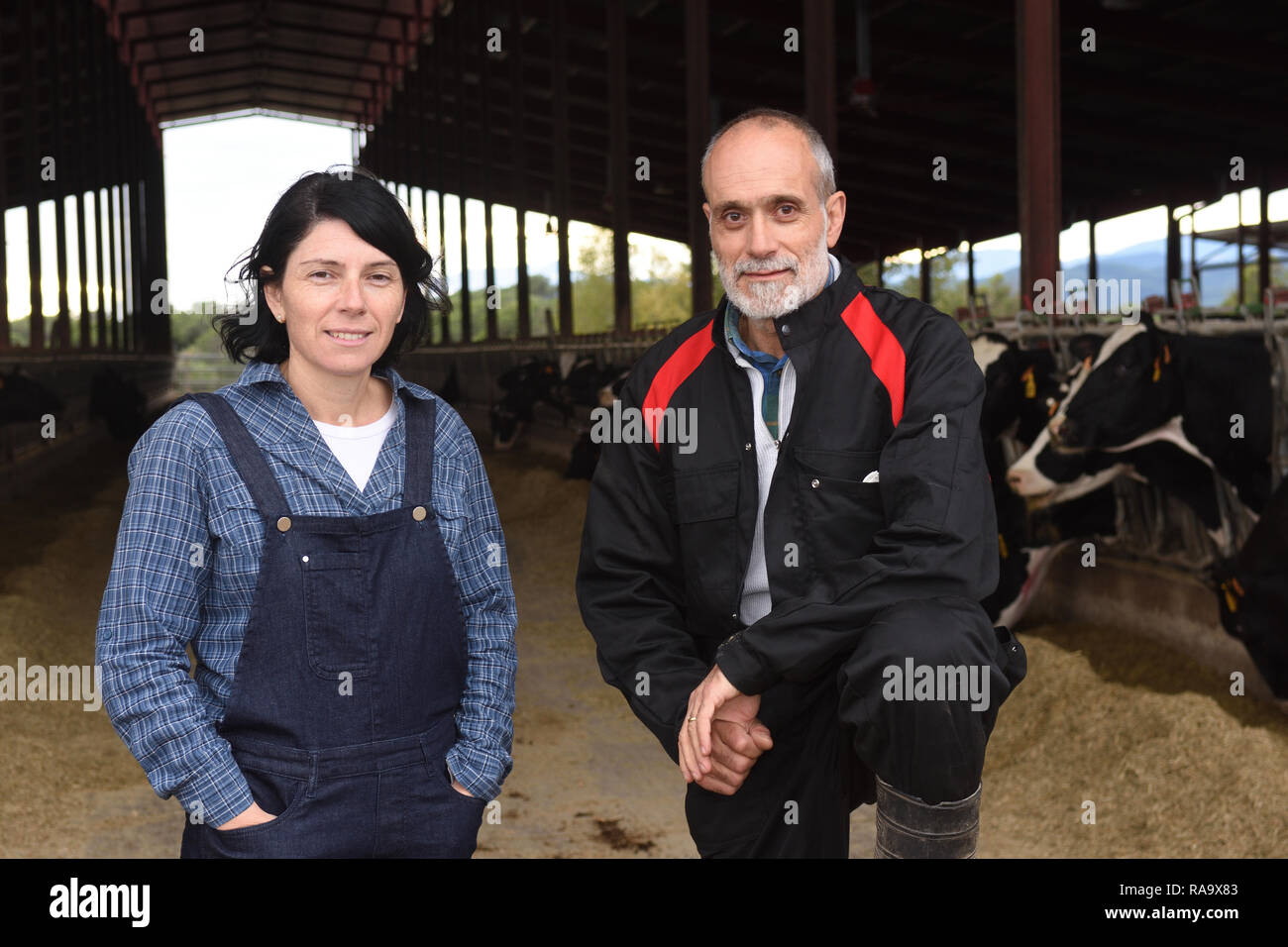 Paar Bauer mit Kuh Stockfoto