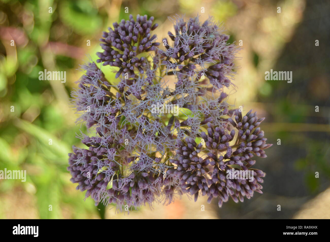 Ziemlich lila Blumen Blumensträuße in die Landschaft Galiziens. Natur, Landschaften, Botanik, Reisen. August 2, 2015. Rebedul, Lugo, Galizien, Spanien. Stockfoto