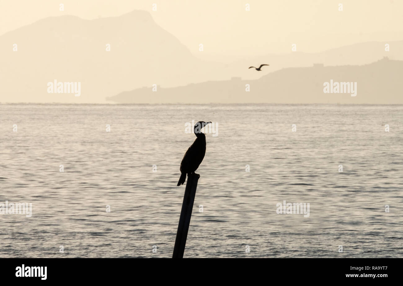 Ein einsamer Kormoran Küsten Vogel, Phalacrocorax carbo, thront auf einem Pol in den Firth von weiter in der Nähe von West Wemyss, Fife. Stockfoto