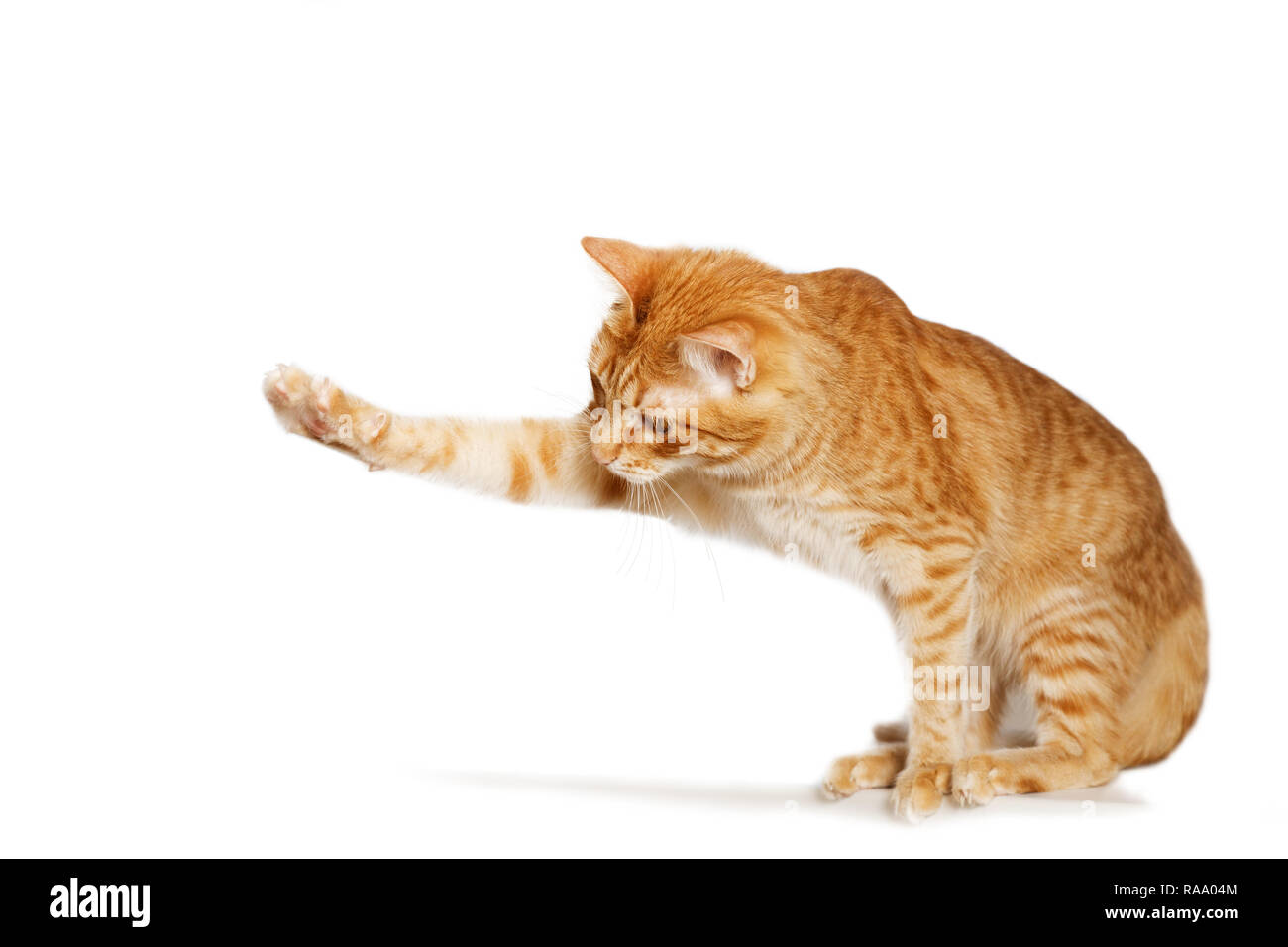 Katze streckt sich aus Fotos und Bildmaterial in hoher Auflösung Alamy