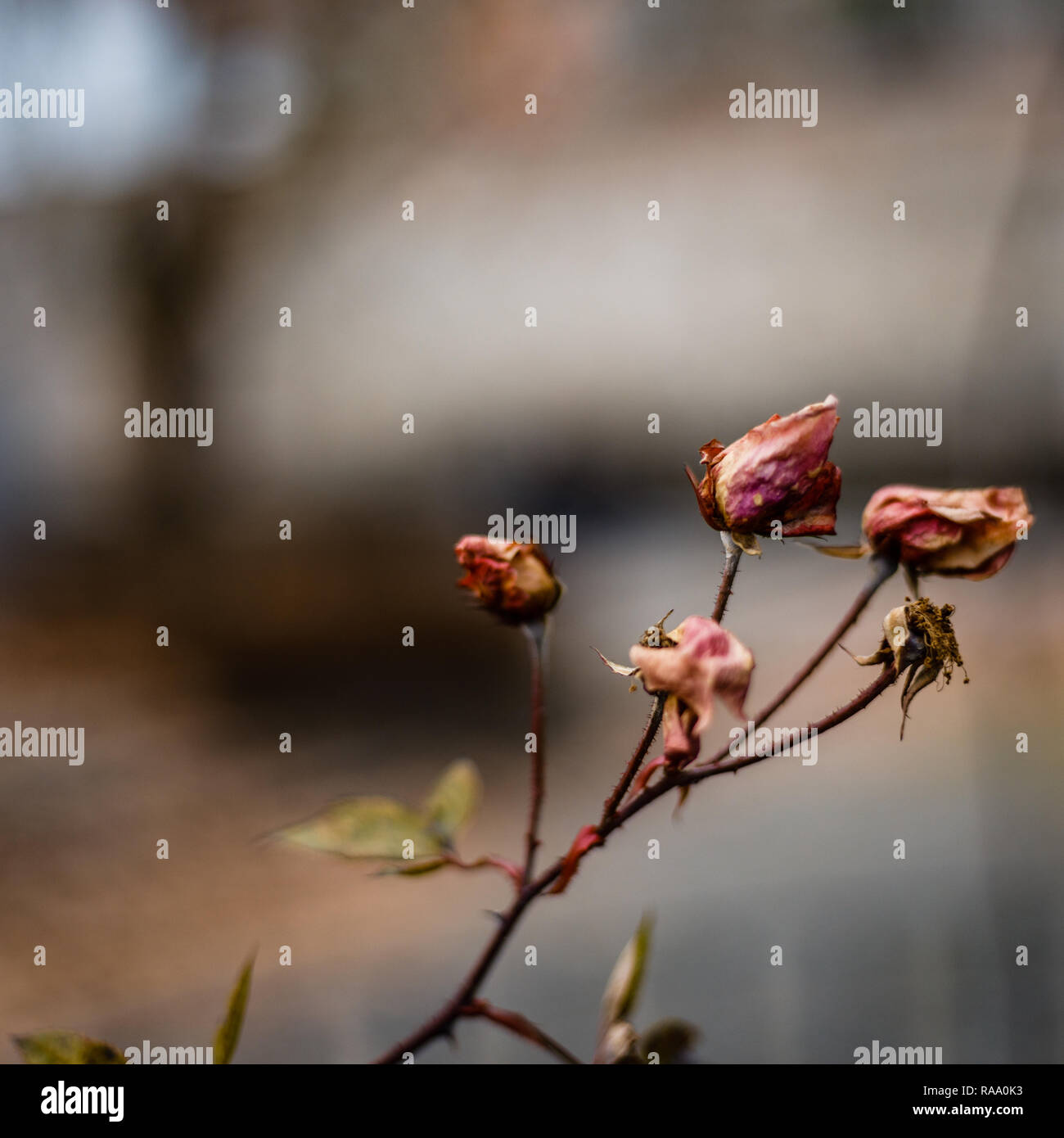 Winter Blume in Maribor, Slowenien Stockfoto