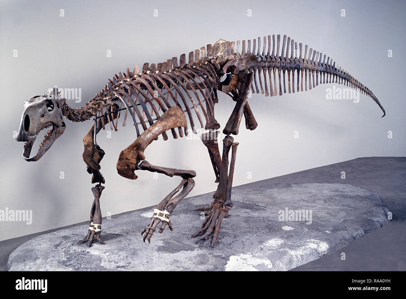 Dinosaurier-Skelett Stockfoto