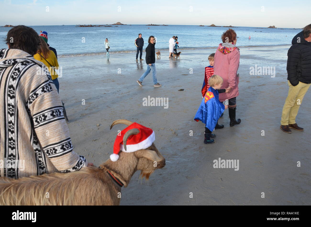 Ziege und Eigentümer am Strand an der traditionellen Boxing Day schwimmen Cobo Bay, Guernsey, Channel Islands, Großbritannien. Stockfoto