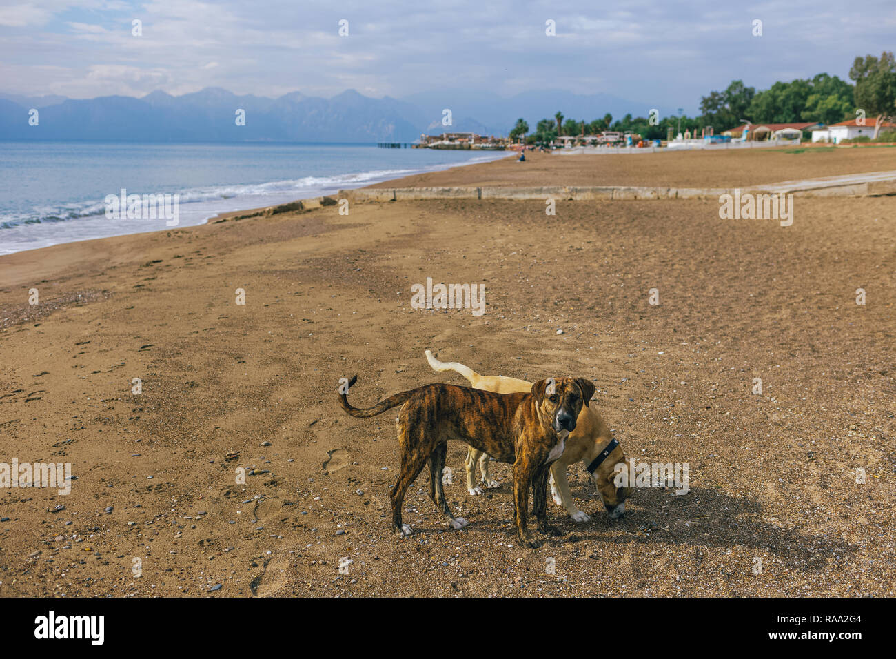 Ruhe nicht reinrassige Hunde spielen an sonnigen Sommertagen Sandstrand. Die Türkei. Horizontale Farbfotografie. Stockfoto