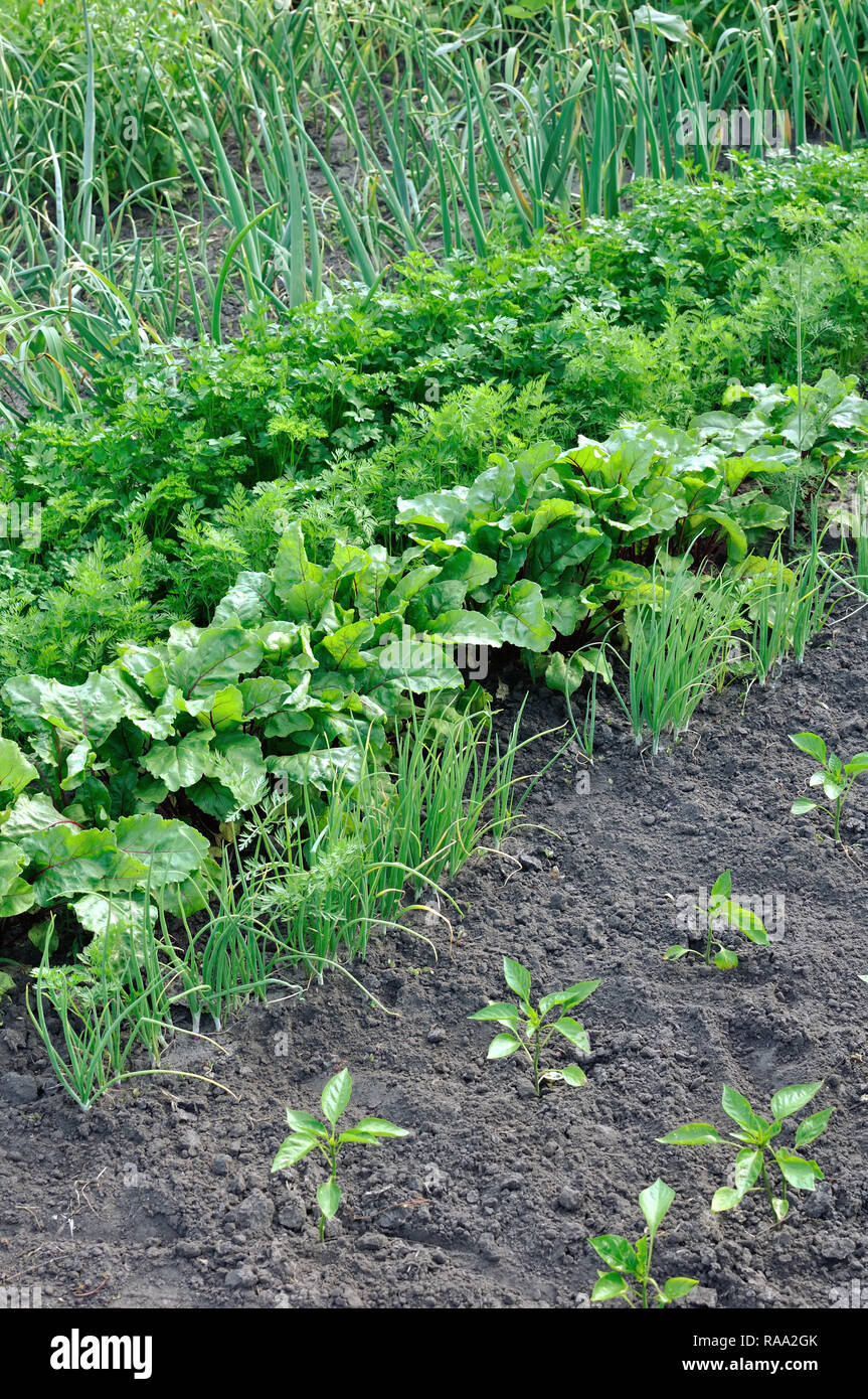 Organisch verschiedene Gemüse im Gemüsegarten angebaut, vertikalen Zusammensetzung Stockfoto
