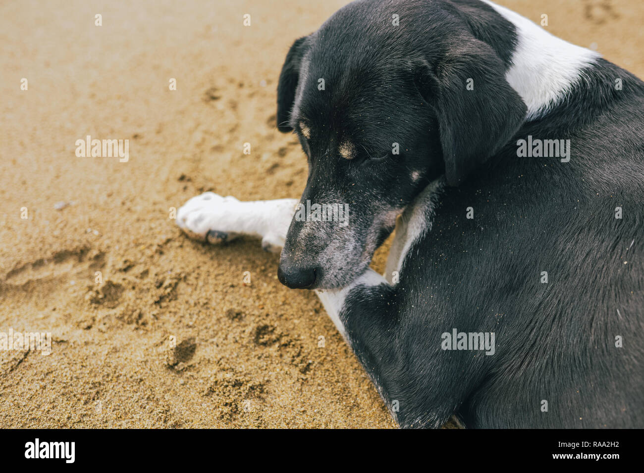 Ruhe nicht reinrassigen großen schwarzen und weißen Hund im sonnigen Sommer Sandstrand ausruhen. Closeup Profil Portrait von Tier. Horizontale Farbe Fotografie Stockfoto