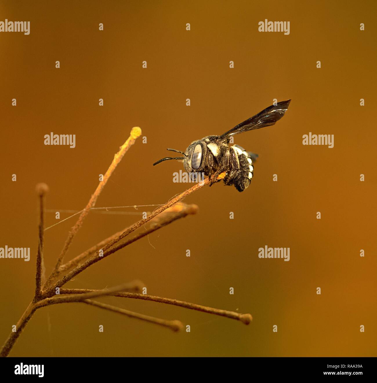 Bug auf goldenen Licht Stockfoto