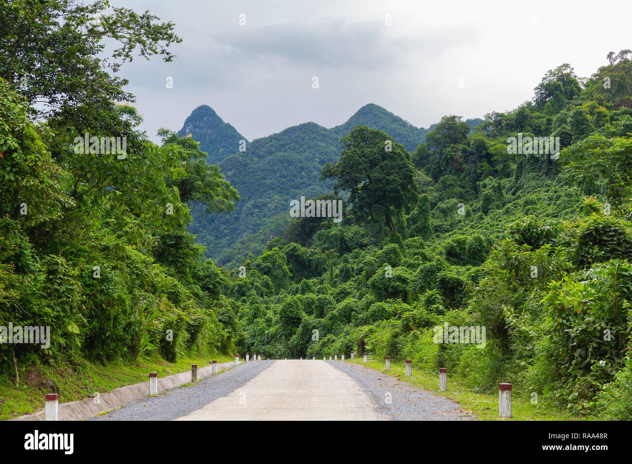 Üppigen Dschungel Wald im Nationalpark Phong Nha-Ke Bang Phong Nha, Vietnam, Asien Stockfoto