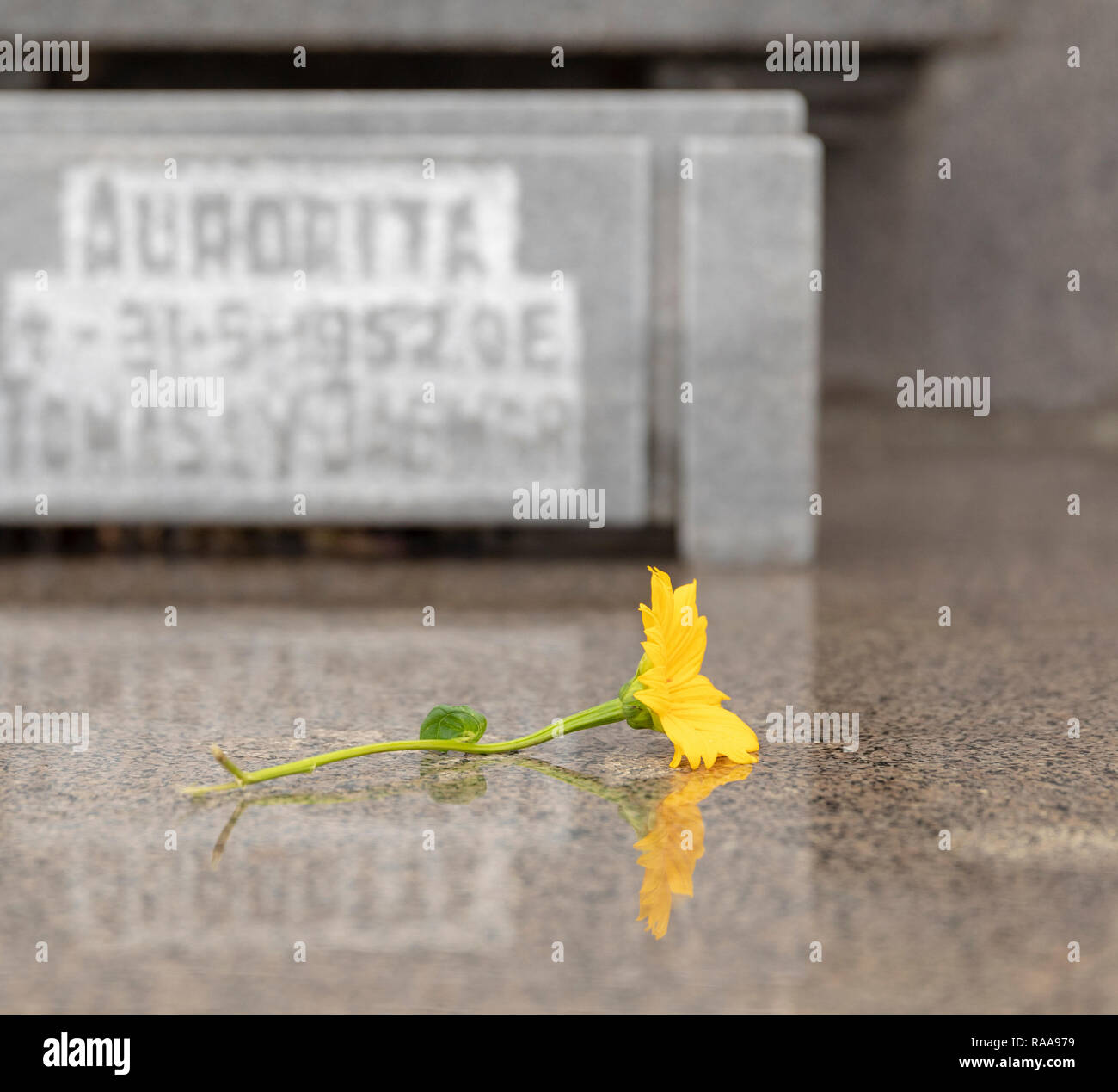 Blume am Grab, Doppelpunkt Friedhof, Havanna, Kuba Stockfoto