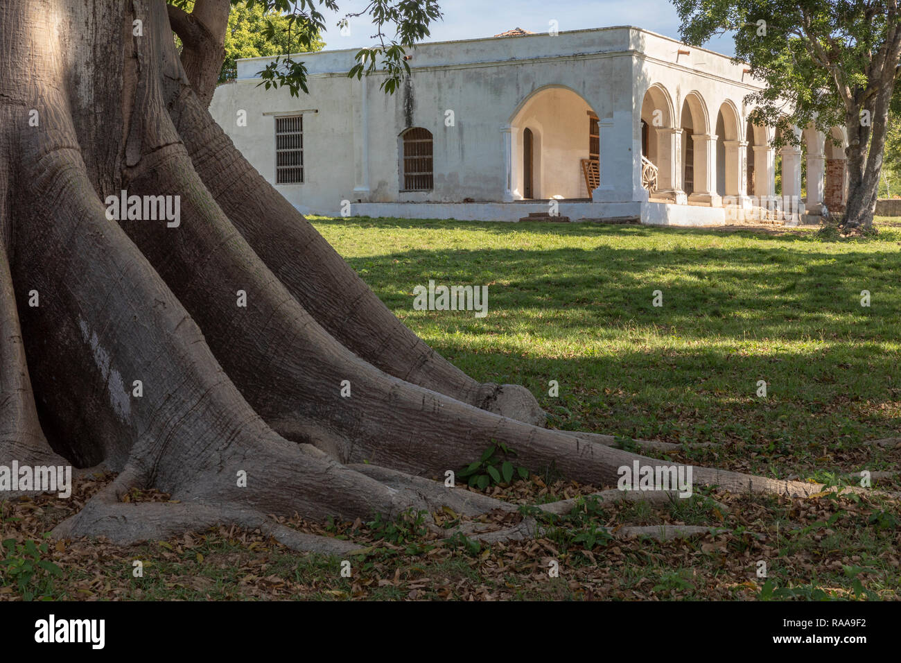 Banyan Tree und der pflanzmaschine Hacienda San Isidro de los Destiladeros, Valle de los Ingenios, Kuba Stockfoto