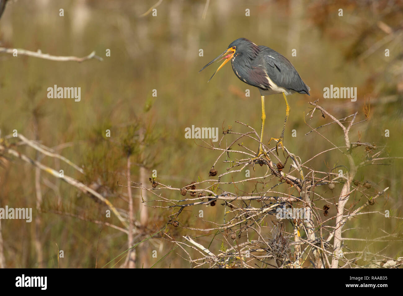 Dreifarbige Heron (Egretta tricolor), Everglades National Park, Florida Stockfoto