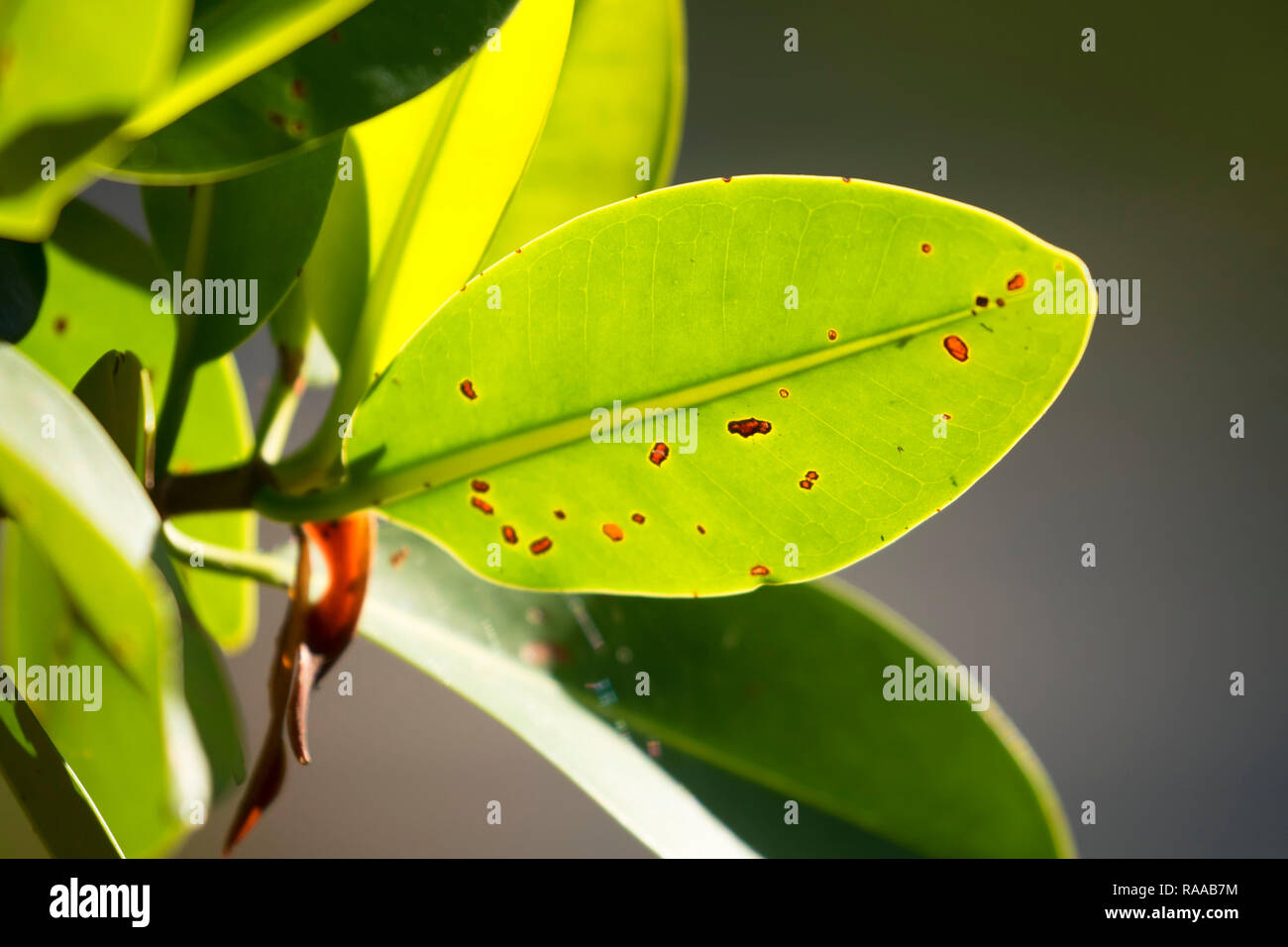 Mangrove Blätter entlang Kerl Bradley Trail, Everglades National Park, Florida Stockfoto