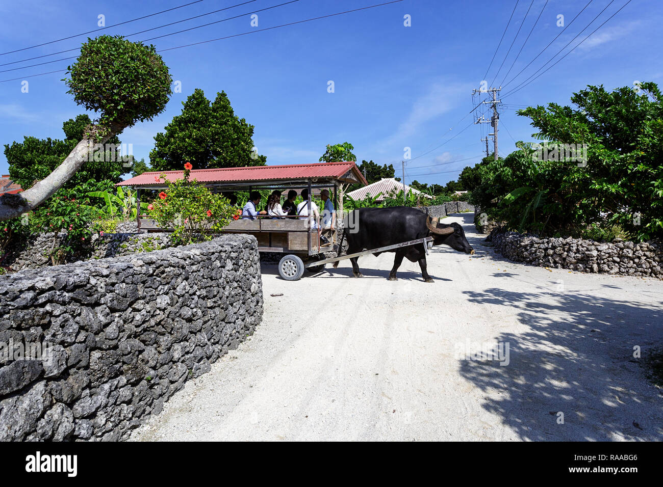 Ein wasserbüffel Karre auf dem korallensand Straßen der Taketomi Dorf auf der Insel Taketomi (Taketomijima), yaeyama Inseln, Japan. Stockfoto