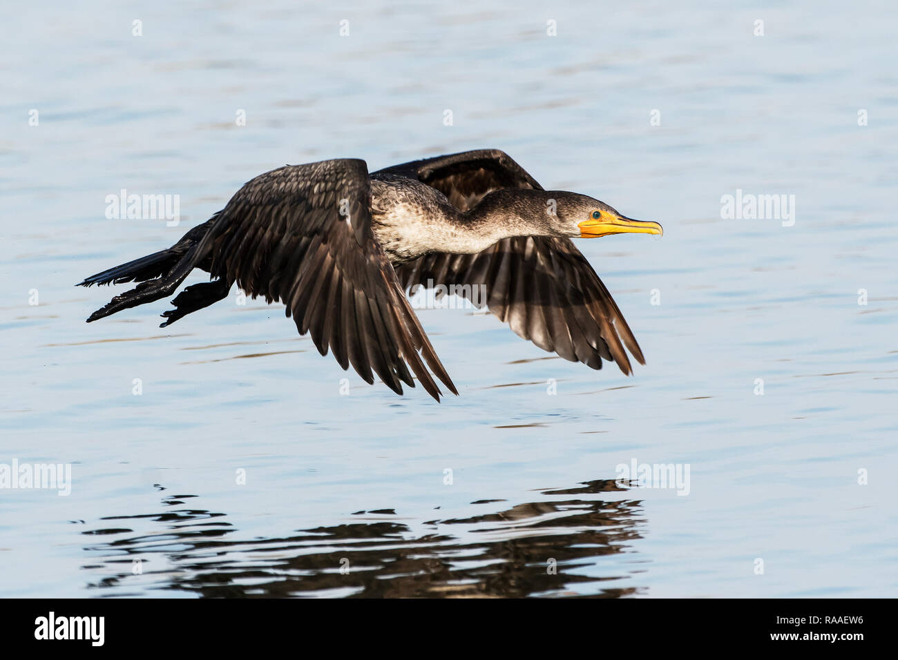 Double-Crested cormorant Flug über Wasser Stockfoto