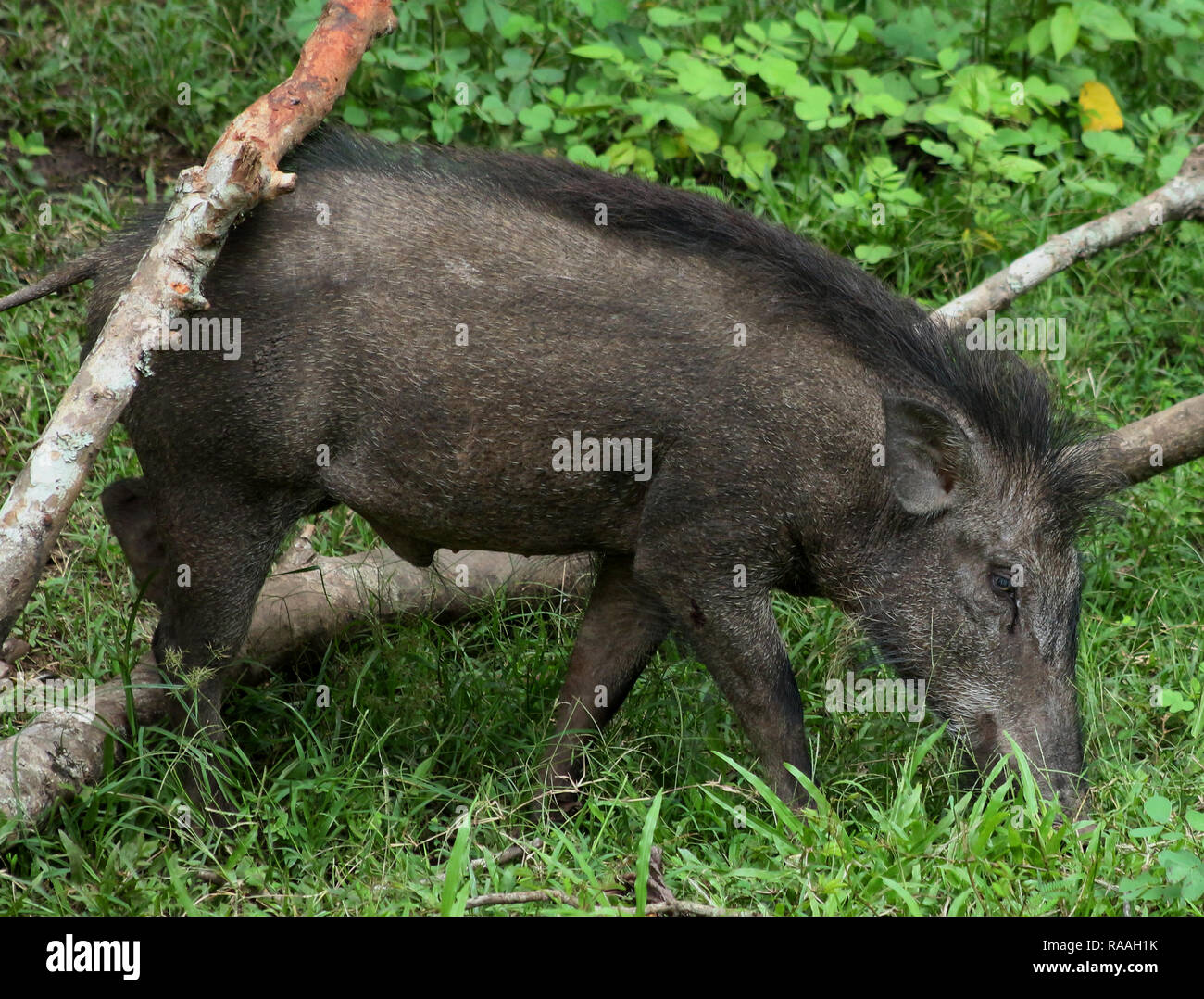 Ein Wildschwein Stockfoto