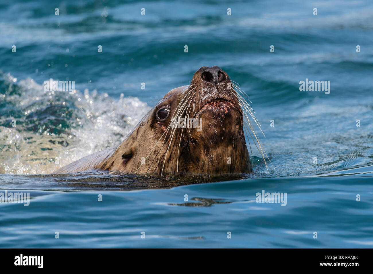 Neugierig nach bull Steller sea lion, Eumetopias jubatus, Inian Inseln, Southeast Alaska, USA. Stockfoto