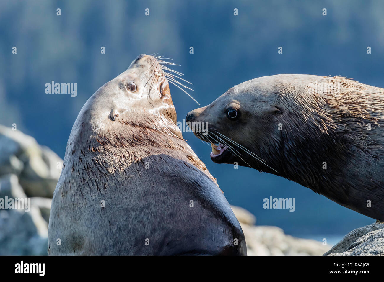 Nach bull Steller Seelöwen, Eumetopias jubatus, mock kämpfen, Inian Inseln, Alaska, USA. Stockfoto