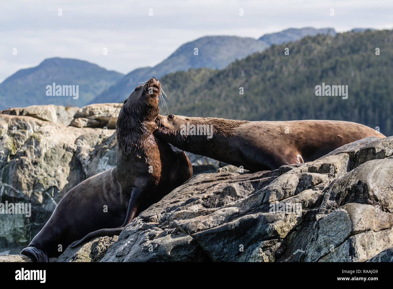 Nach bull Steller Seelöwen, Eumetopias jubatus, mock kämpfen, Inian Inseln, Alaska, USA. Stockfoto