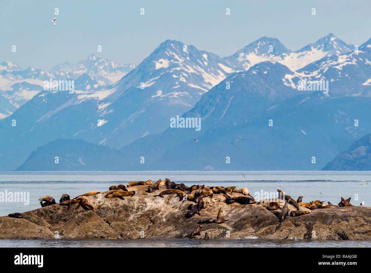Steller Seelöwen, Eumetopias jubatus, mitgeführt und auf der South Marmor Insel, Glacier Bay National Park, Alaska, USA. Stockfoto