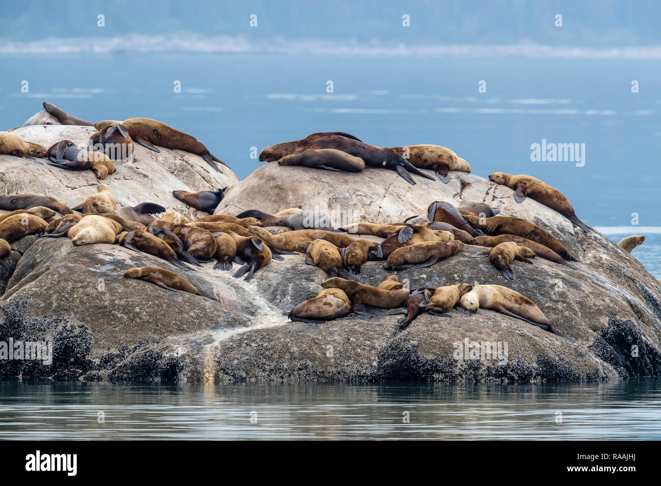 Steller Seelöwen, Eumetopias jubatus, mitgeführt und auf der South Marmor Insel, Glacier Bay National Park, Alaska, USA. Stockfoto