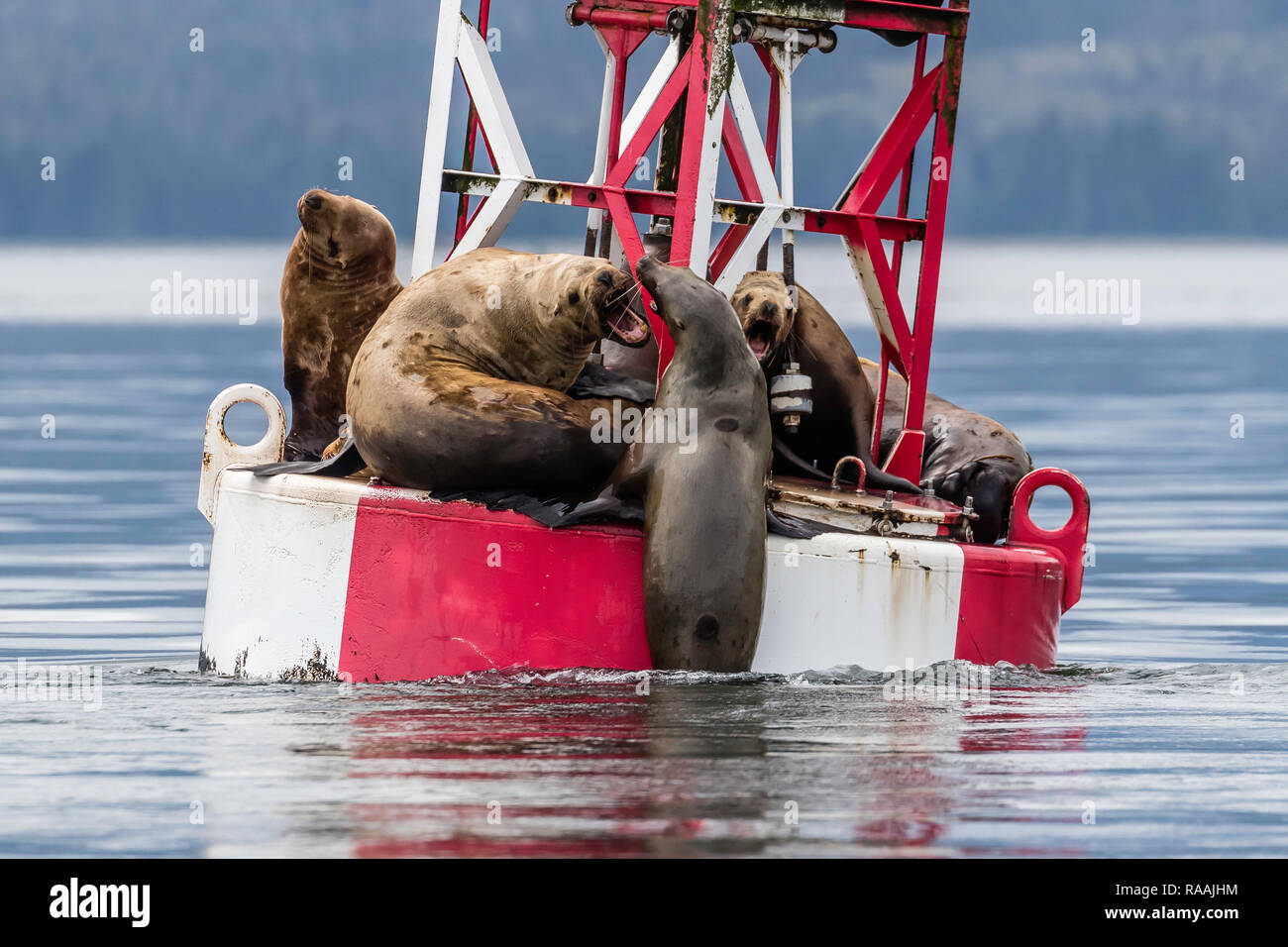 Nach Steller Seelöwen, Eumetopias jubatus, mitgeführt und auf Kanal Marker, Petersburg, Alaska, USA. Stockfoto