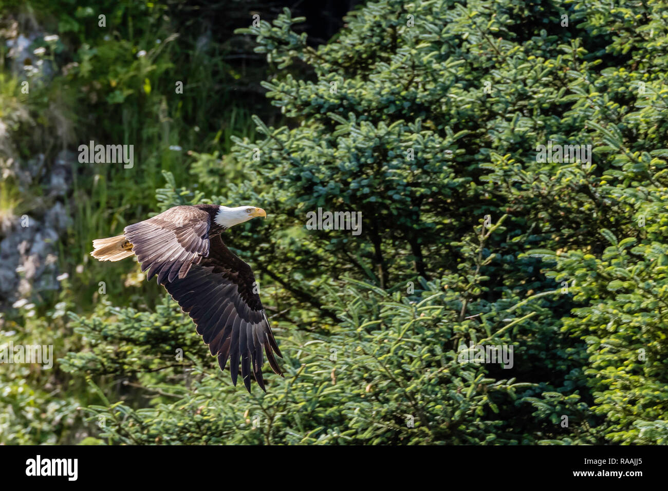 Ein Erwachsener, der weißkopfseeadler Haliaeetus leucocephalus, im Flug in der Inian Inseln, Southeast Alaska, USA. Stockfoto