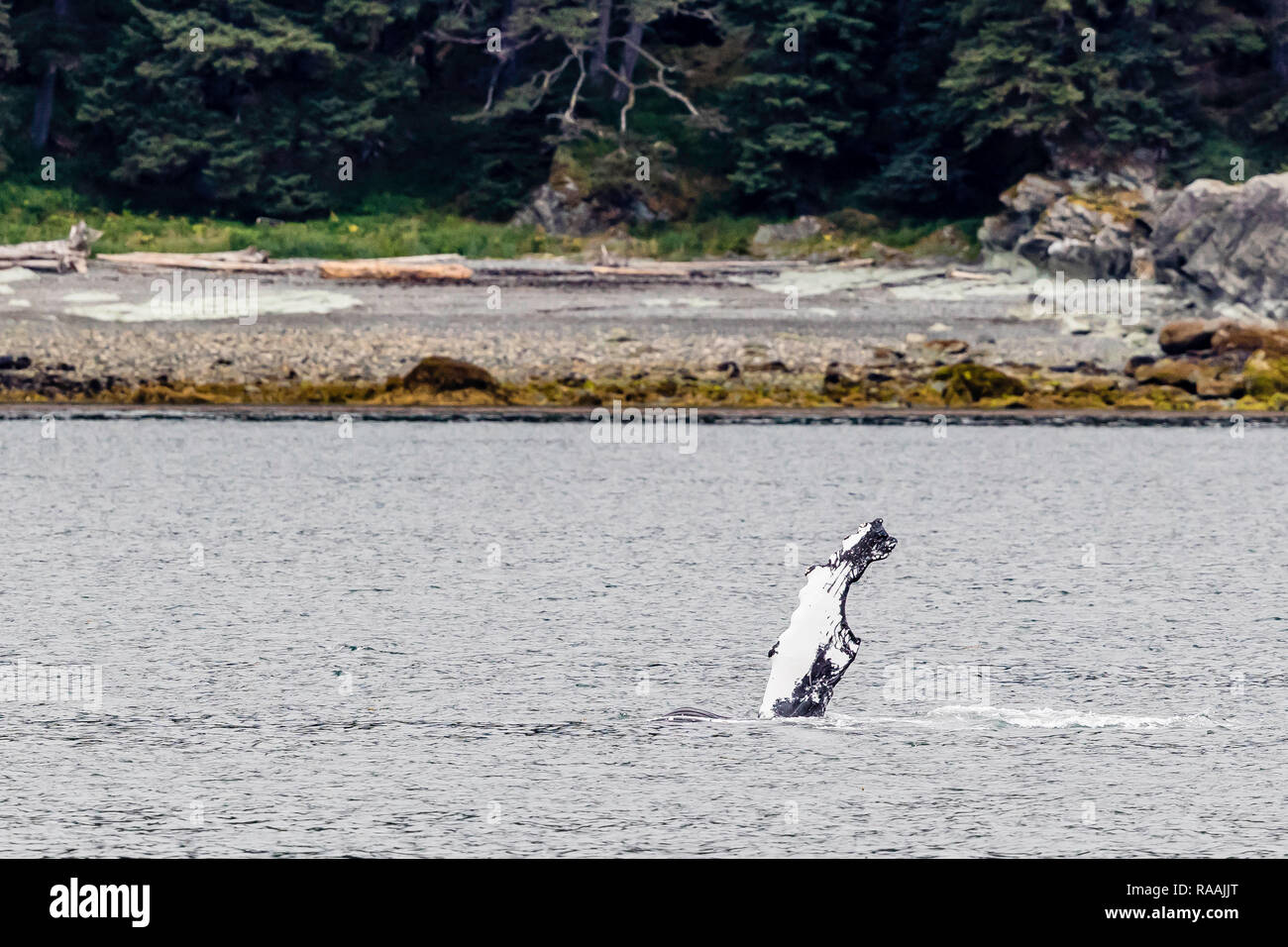 Buckelwal, Megaptera novaeangliae, brustflosse schlagen in der Nähe der Halbinsel aus Glas, Southeast Alaska, USA. Stockfoto