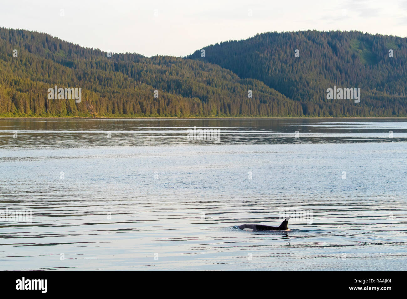 Nach weiblichen Killer Whale, Orcinus orca, Tauchen in der Nähe von Point Adolphus, Icy Strait, Southeast Alaska, USA. Stockfoto